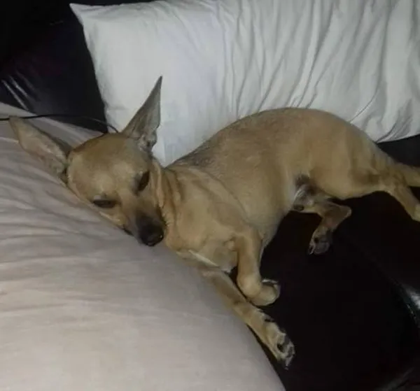 Guia Completo: Entendendo a Respiração do seu Cachorro