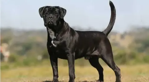 Guia Completo: Como Escolher a Ração Ideal para Seu Cachorro de Porte Grande