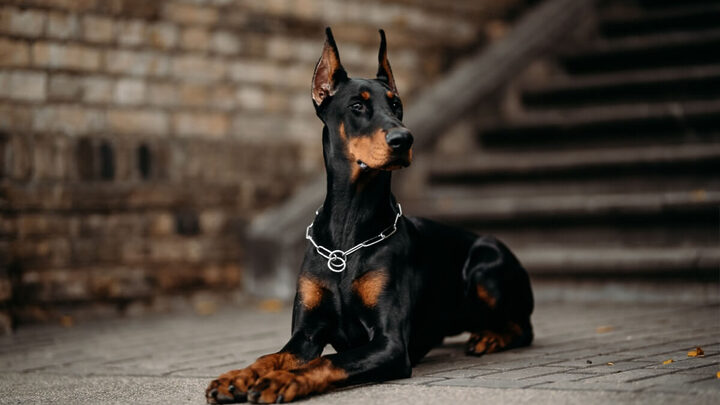 Guia Completo: Como Escolher a Ração Ideal para Seu Cachorro de Porte Grande