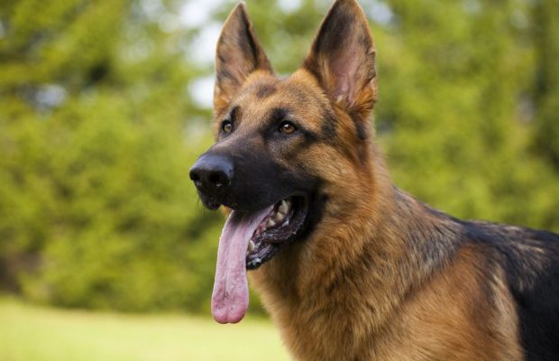 Espaço e Exercício: O Ambiente Perfeito para Raças de Cachorros Gigantes