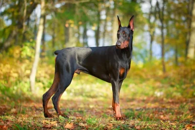 Saúde Articular em Cães Grandes: Prevenção e Cuidados