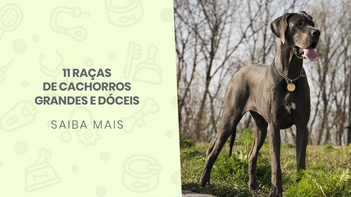 Saúde Articular em Cães Grandes: Prevenção e Cuidados