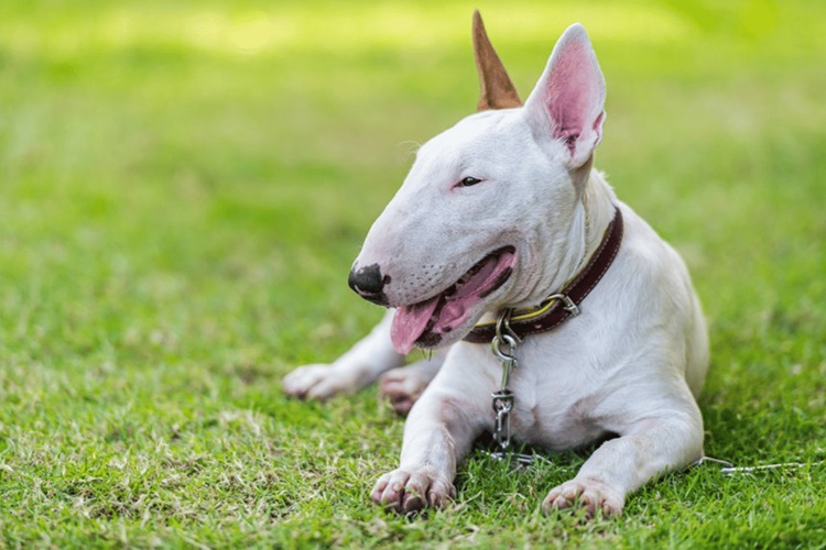 As Melhores Raças de Cachorros Grandes para Famílias com Crianças