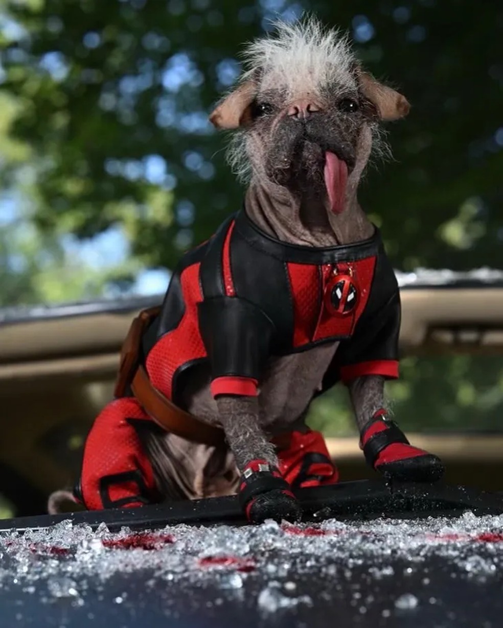 cachorro do deadpool