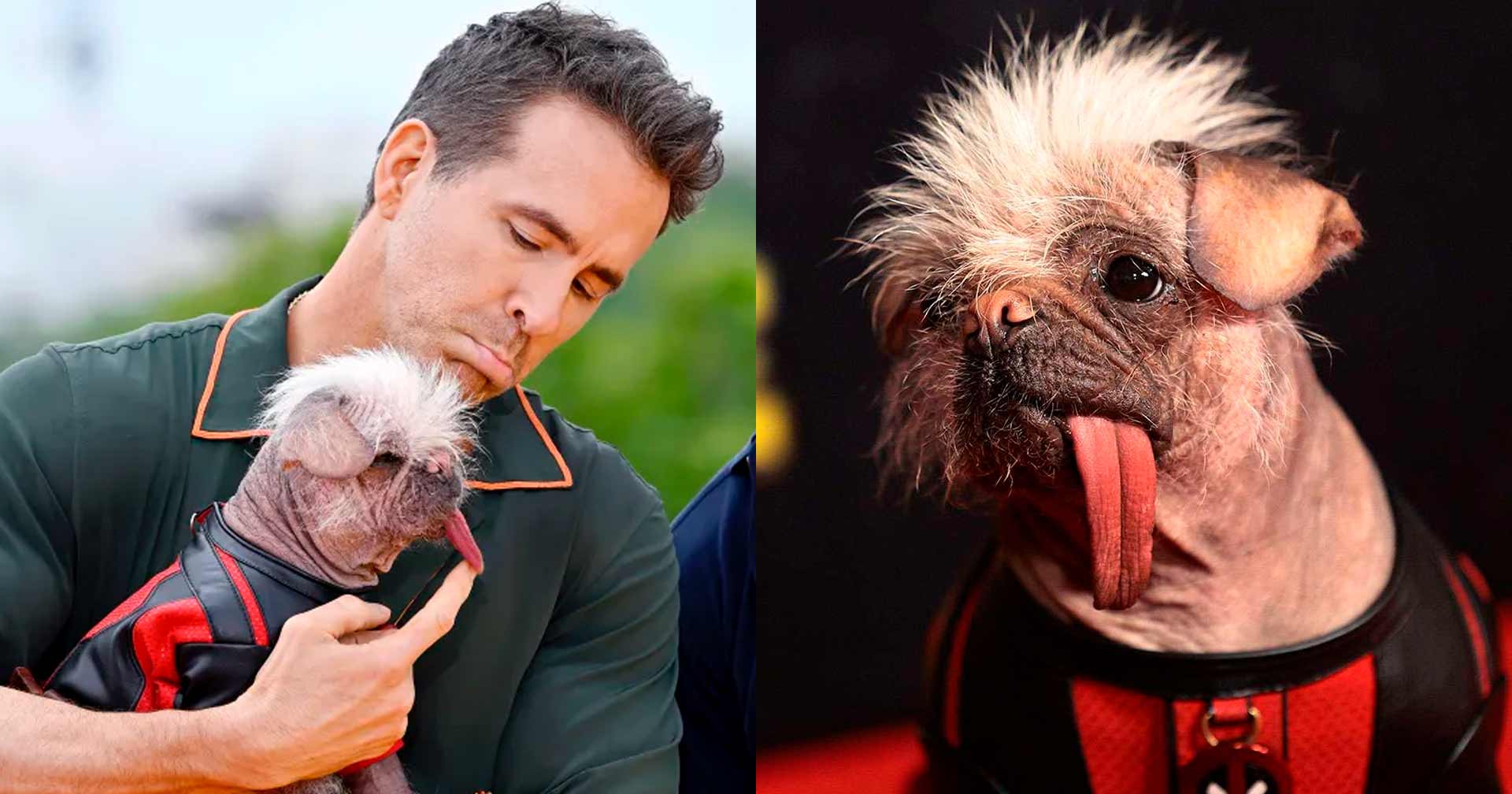 quem é o cachorro do deadpool