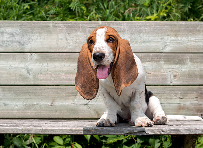A história por trás do meme do Cachorro de Cabelo Liso