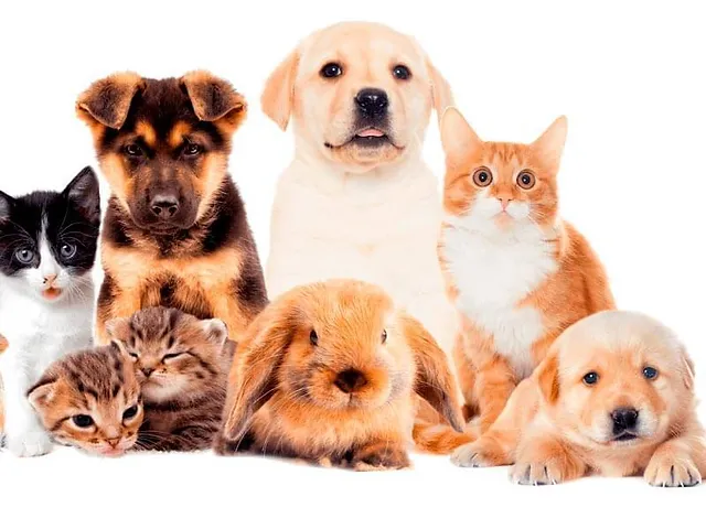 cachorro e outros pets