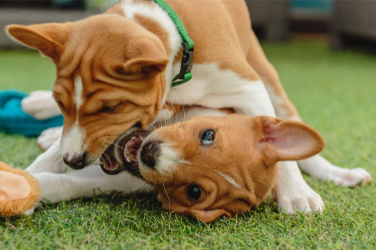 cachorro e outros pets