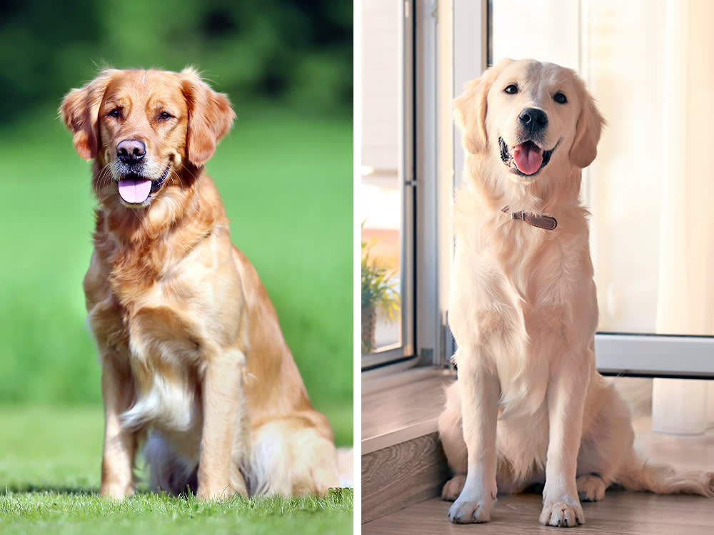 A Importância do Exercício e Estímulo Mental para o Golden Retriever