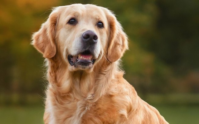Golden Retriever Sozinho em Casa: Dicas para Evitar Ansiedade de Separação