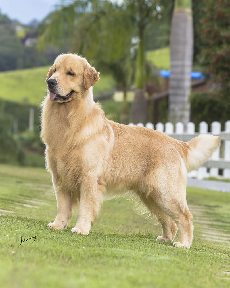 Golden Retriever vs. Labrador: Qual Raça é Ideal Para Você?