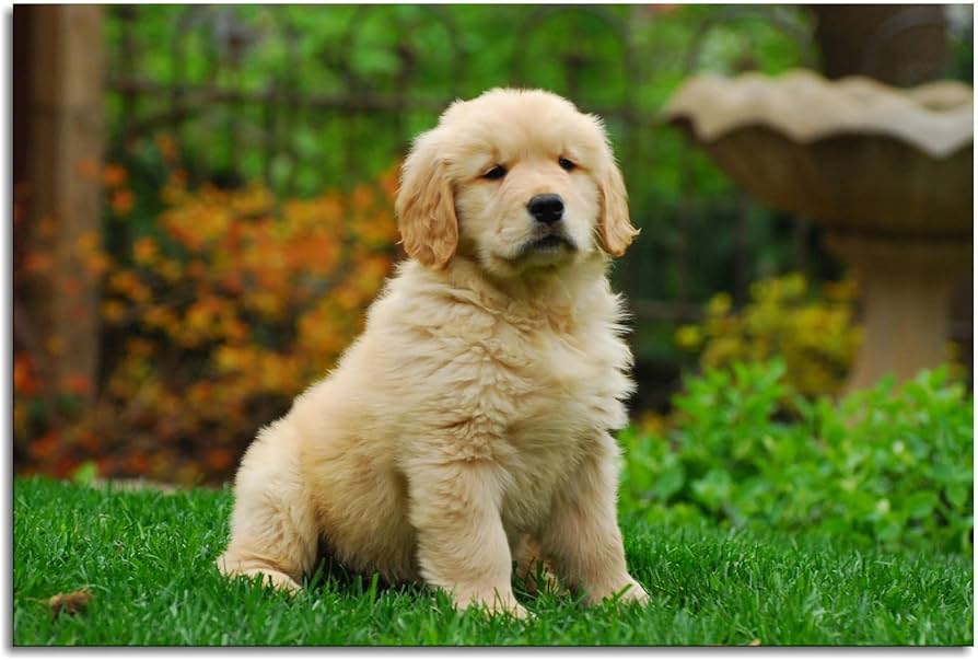 Golden Retriever Sozinho em Casa: Dicas para Evitar Ansiedade de Separação