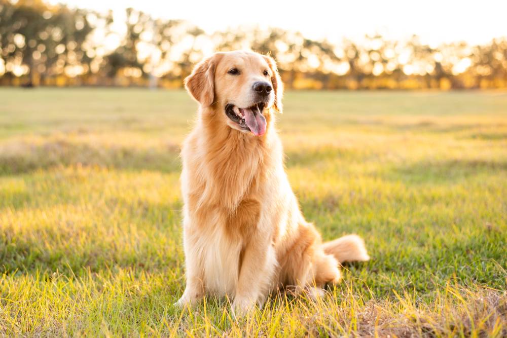 Guia Completo: Como Adestrar seu Filhote de Golden Retriever