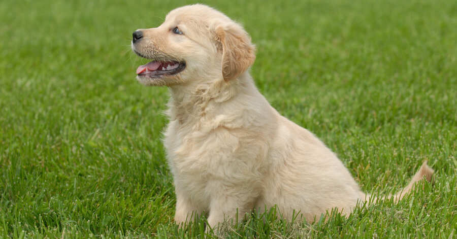 Golden Retriever vs. Labrador: Qual Raça é Ideal Para Você?