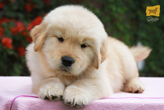 Quanto Custa um Golden Retriever? Detalhes sobre Preço e Onde Comprar