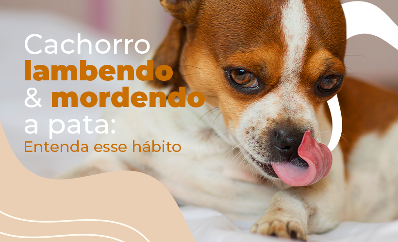 remédio para cachorro lamber as patas