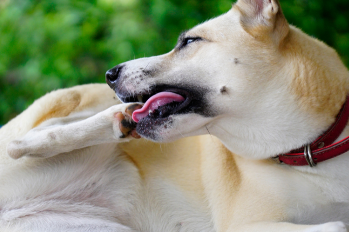 cachorro lambendo as patas