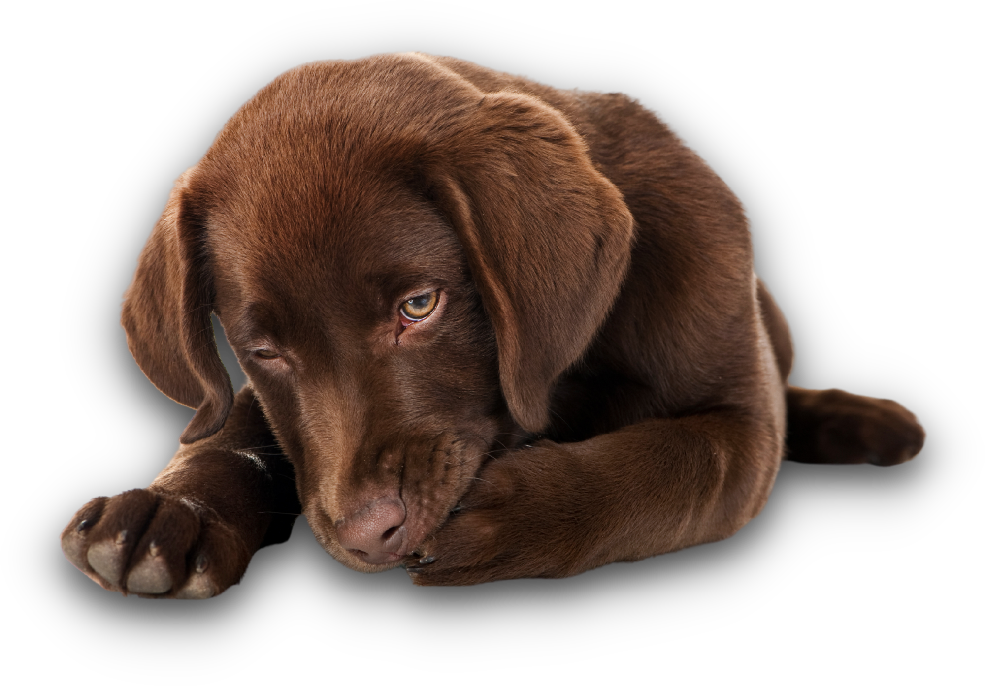 por que meu cachorro lambe as patas