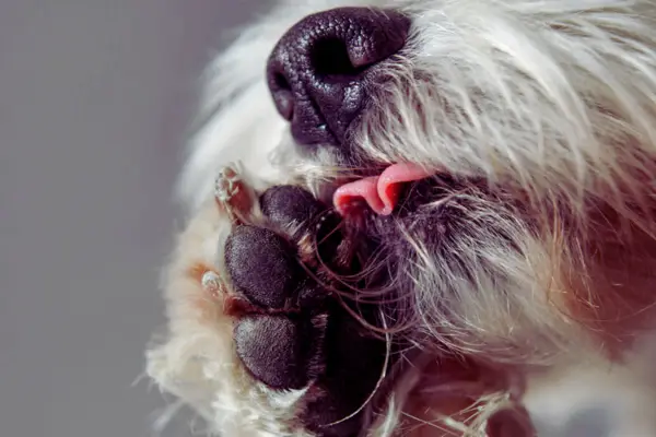 por que meu cachorro lambe as patas