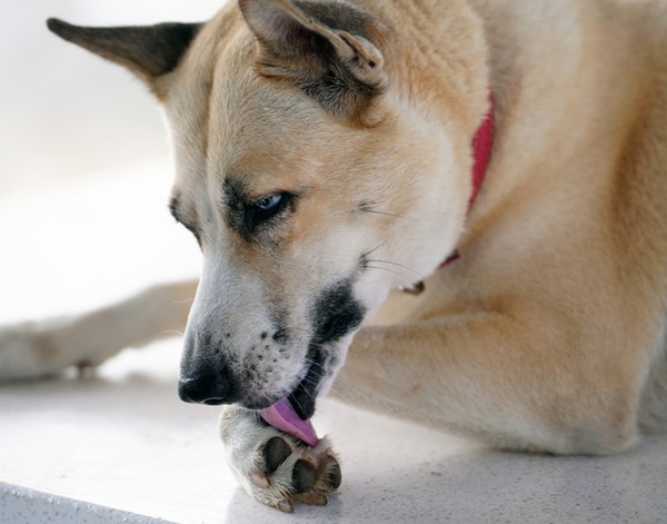 cachorro lambendo as patas sem parar