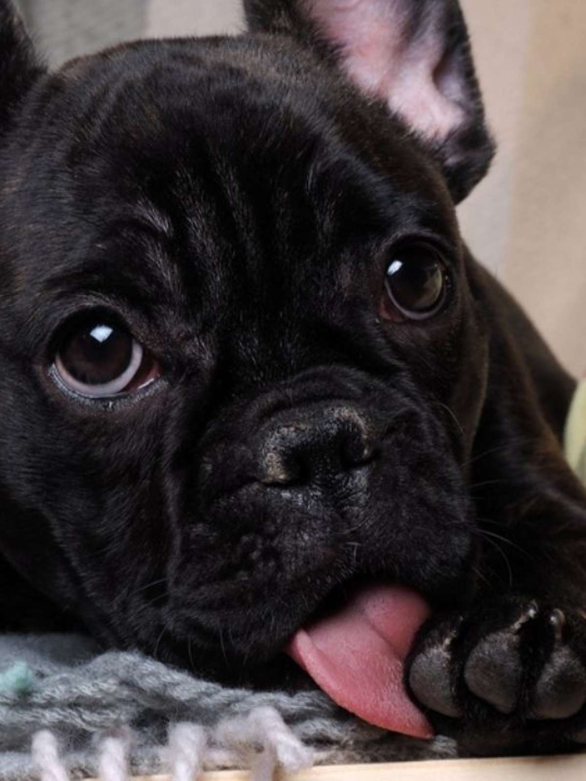 cachorro lambendo as patas sem parar