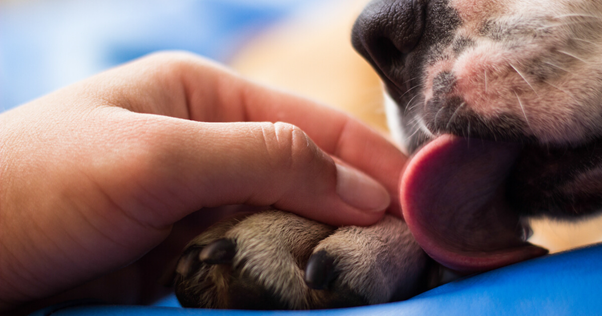 tratamento lambedura patas cães