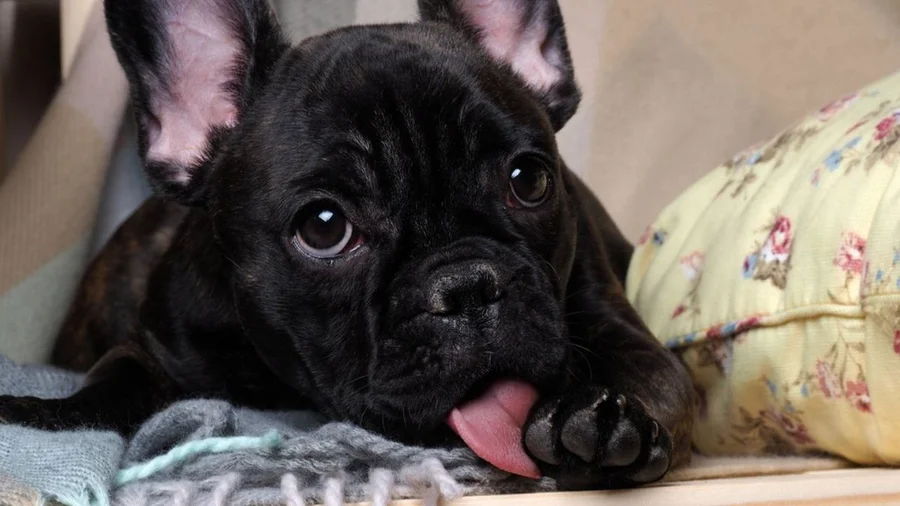 cachorro lambendo as patas