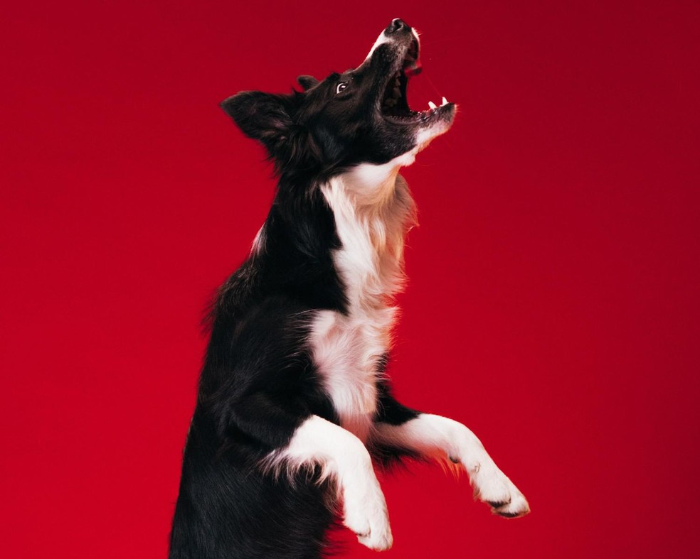 O que fazer quando o cachorro do vizinho late demais: Direitos e deveres