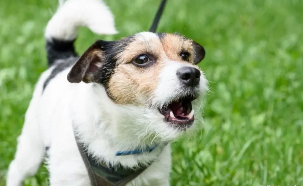 Como identificar e tratar a ansiedade de separação em cachorros