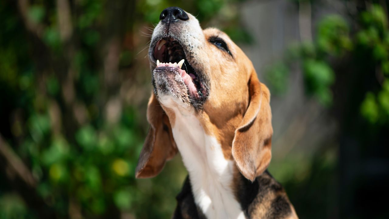 Treinamento de comandos básicos: 'Quieto' e 'Fale' para cães