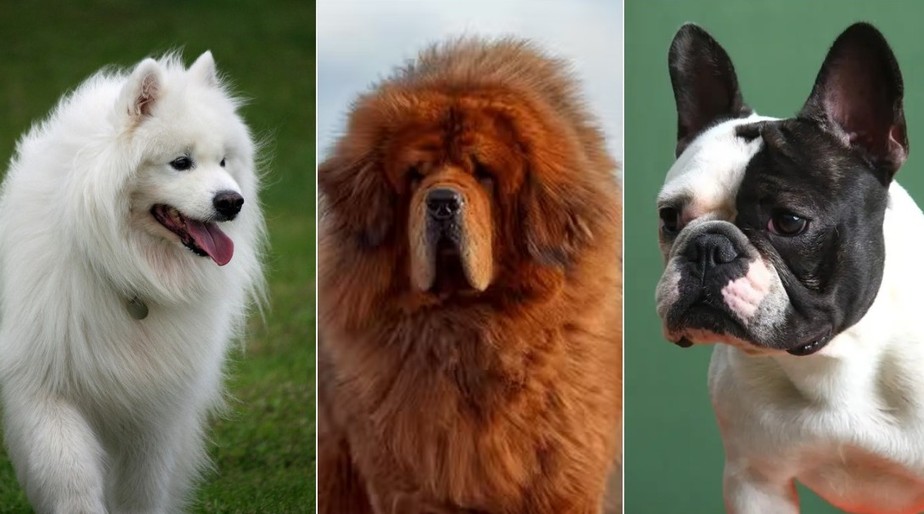 cachorro mais caro do mundo