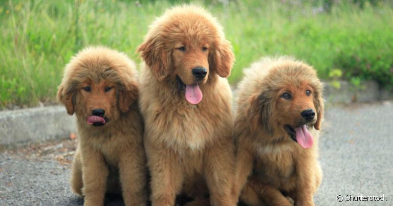 valor mastim tibetano