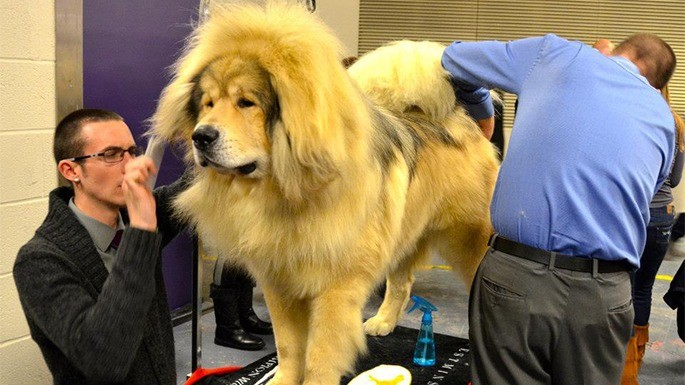 cachorro mais caro do mundo