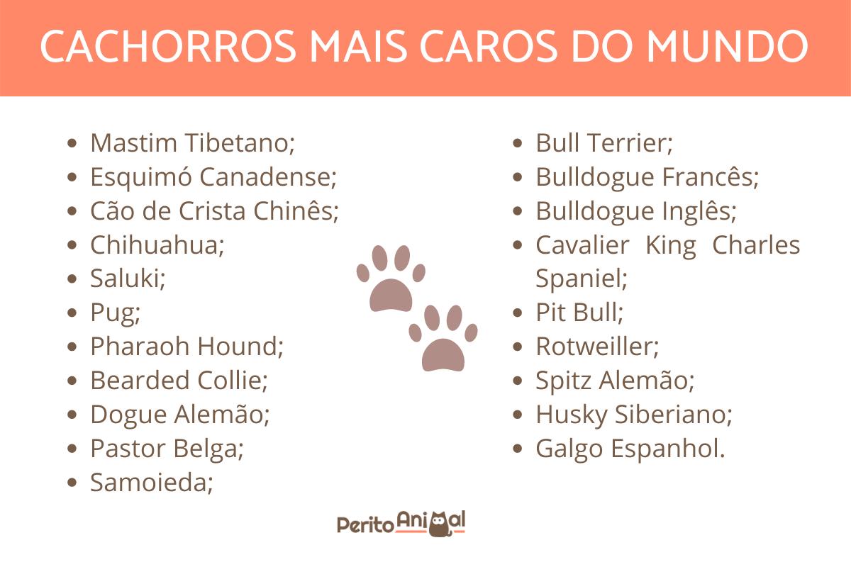 cachorro mais caro do mundo