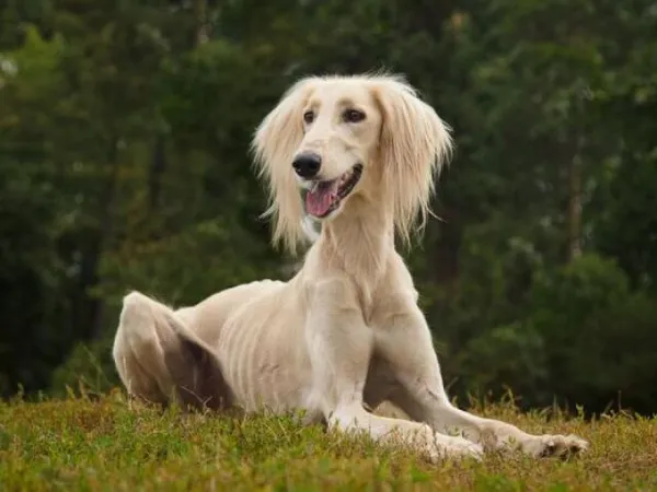 valor mastim tibetano