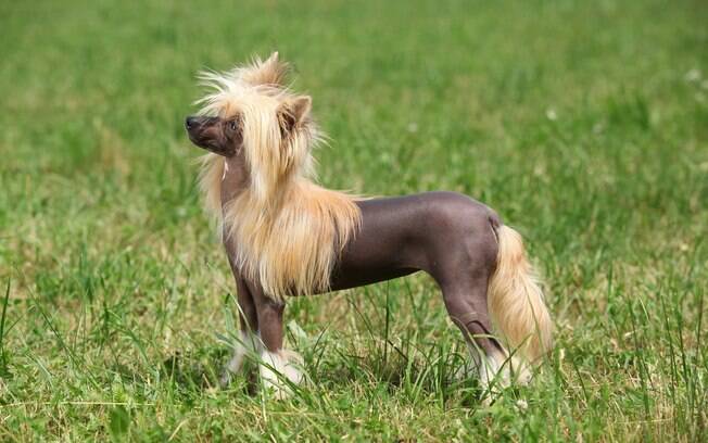 valor mastim tibetano