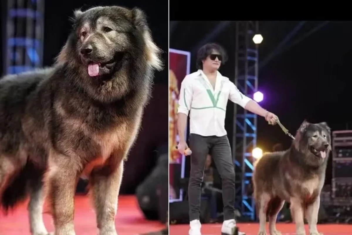 cachorro mais caro do mundo