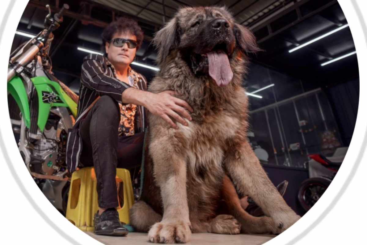 valor mastim tibetano