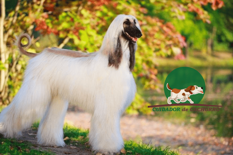 preço filhote mastim tibetano