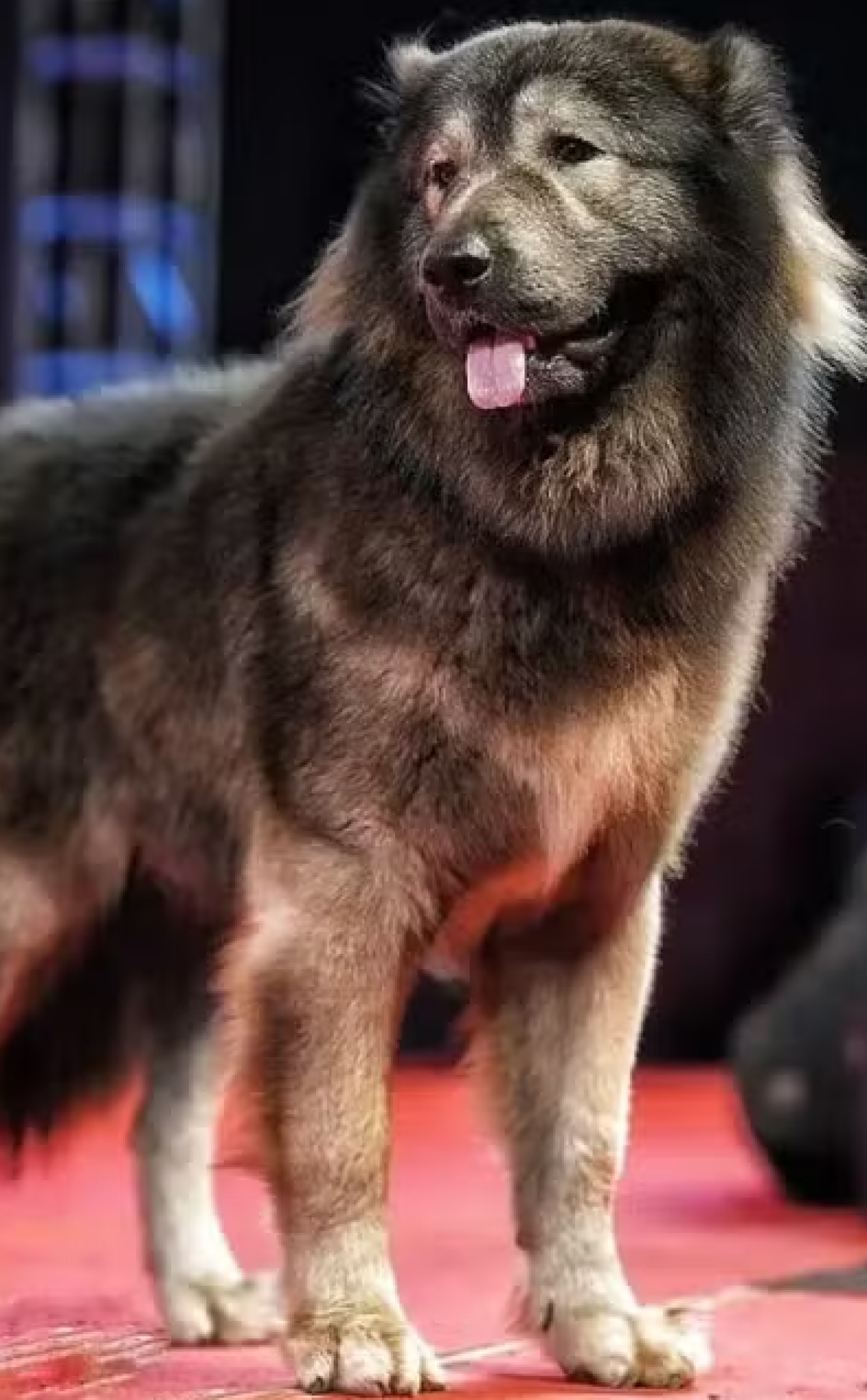 cachorro mais caro do mundo