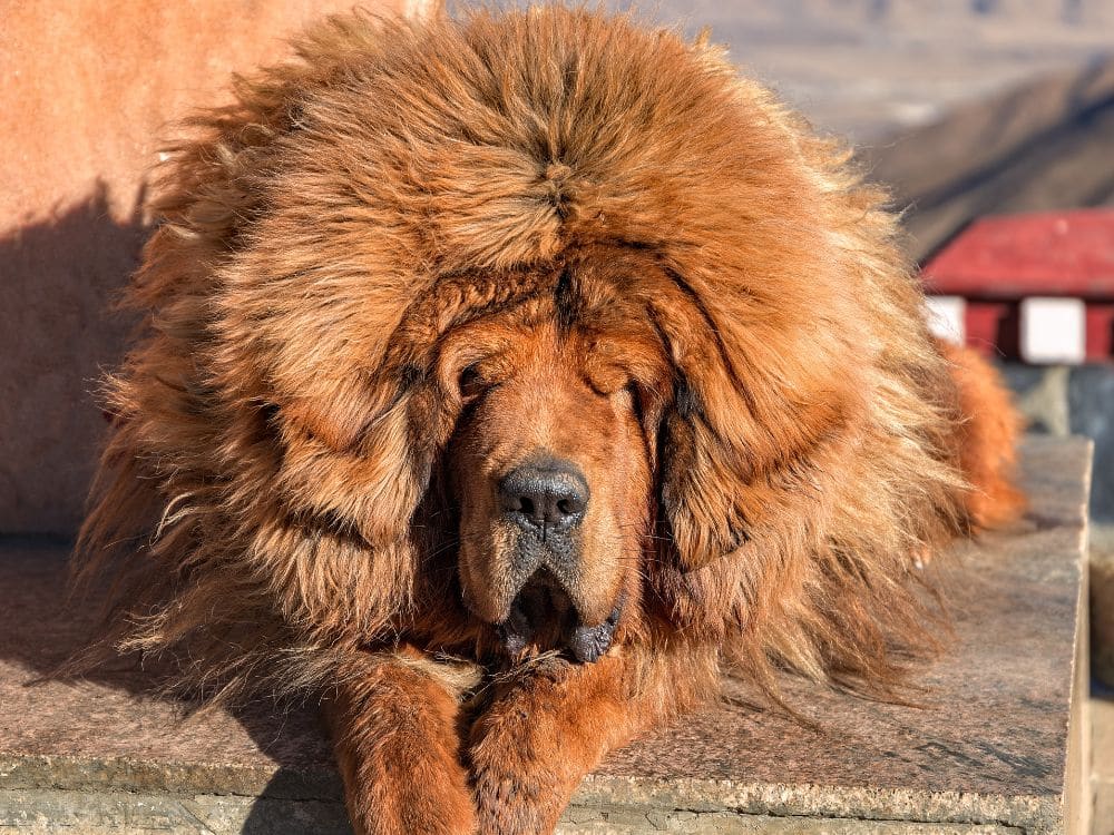 valor mastim tibetano