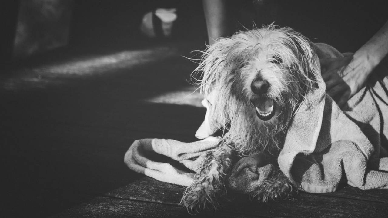 cachorro no espiritismo