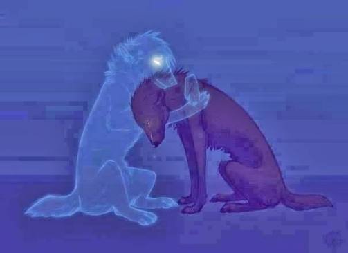 A Missão Espiritual dos Cães: Guardiões e Ensinadores no Lar