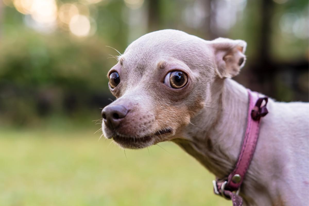 O Que Acontece com o Espírito do Seu Cachorro Após o Desencarne?