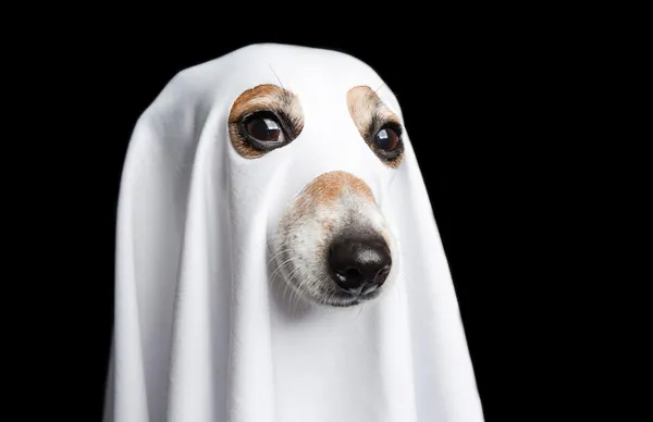 Cachorros Veem Espíritos? A Percepção Mediúnica dos Pets