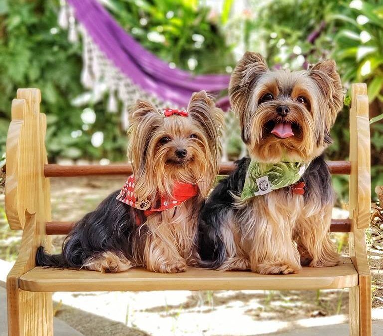 Como o Espiritismo Explica a Reencarnação de Animais de Estimação