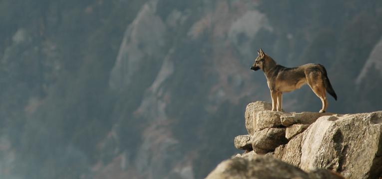 A Missão Espiritual dos Cães: Guardiões e Ensinadores no Lar