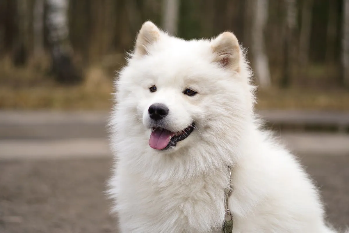 raças de cães com muito pelo