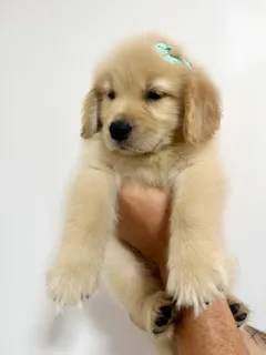 cachorros com pelo de urso de pelúcia
