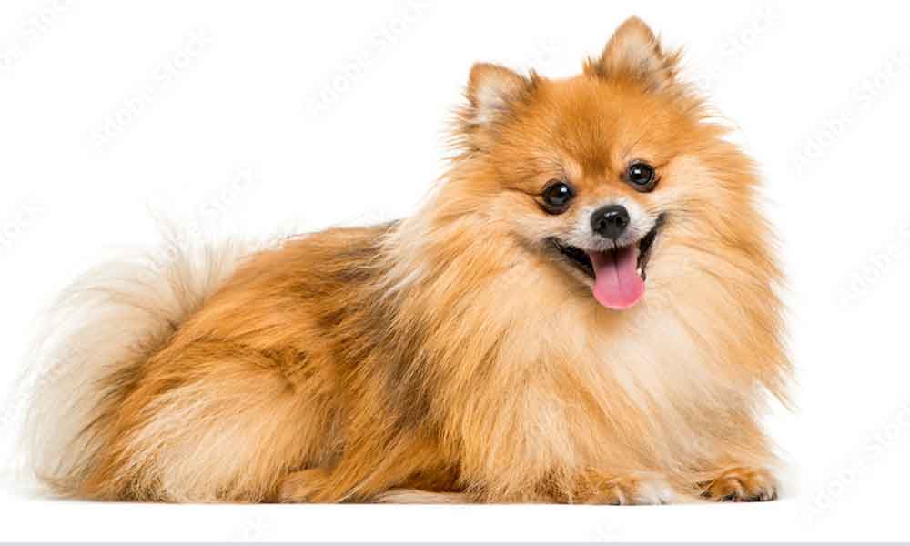 raças de cães com muito pelo